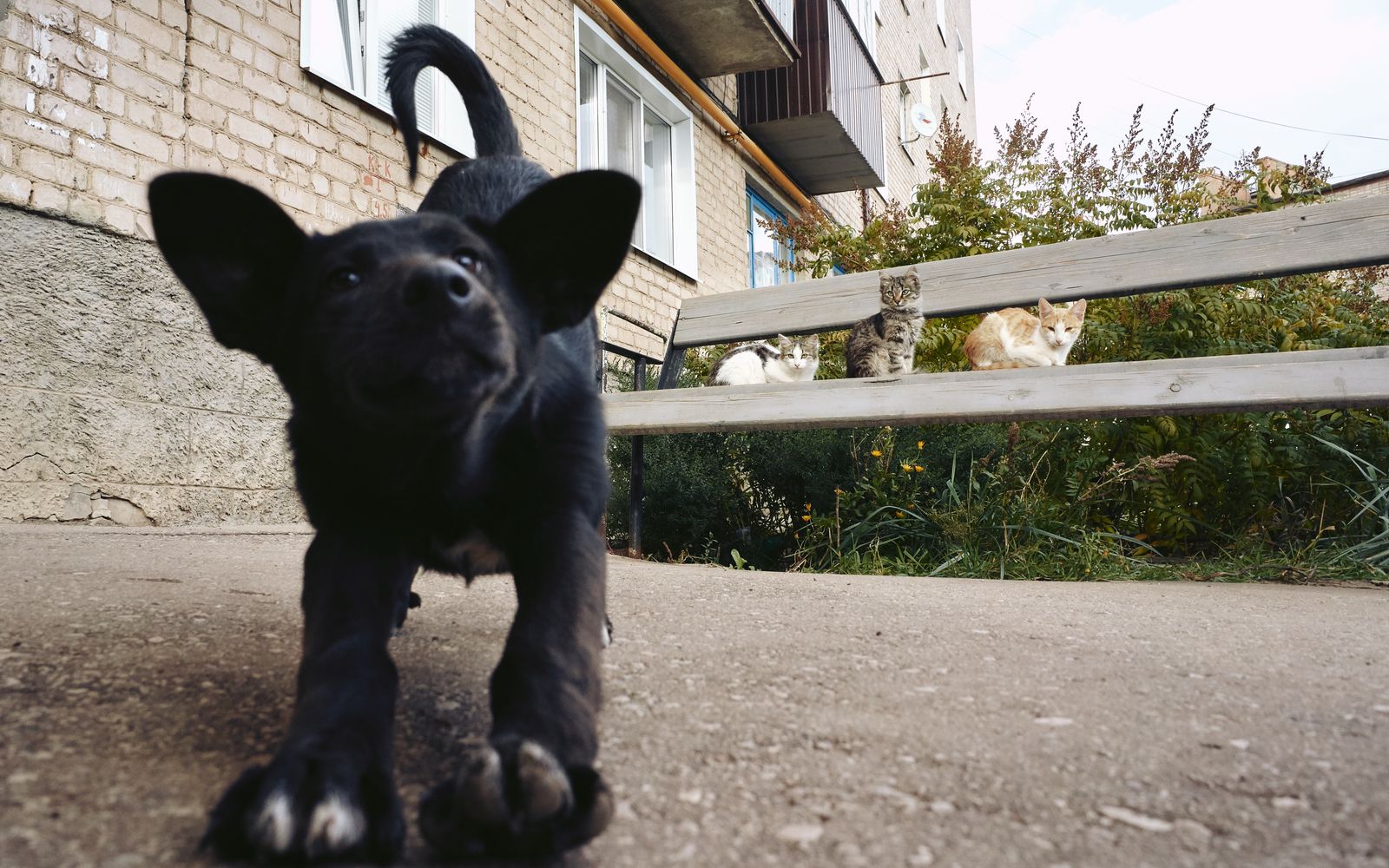 A playful black puppy stretching near a bench where three cats sit outdoors.